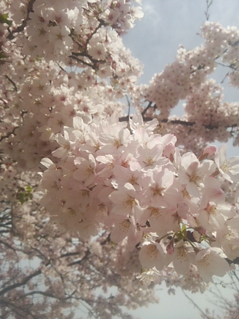 春爛漫.JPG