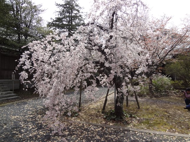 枝垂桜.JPG